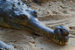 Illustration for article titled Sunday Crocodilian - Gavialis gangeticus Edition